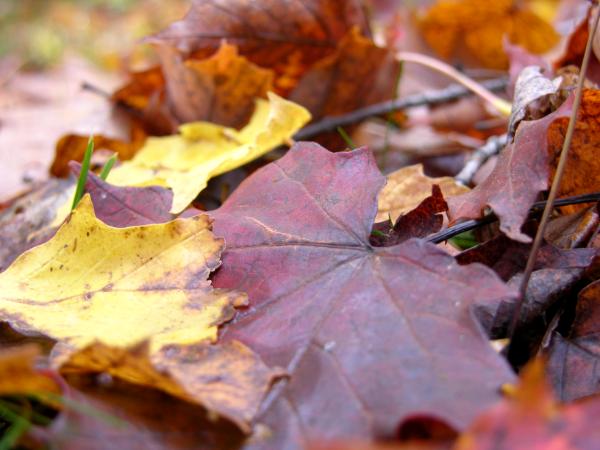 AUTUMN LEAVES