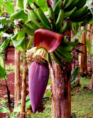 Banana Blossom Banana Blossom