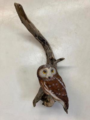 Life Size Saw wet Owl #13