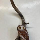 Life Size Saw wet Owl #13