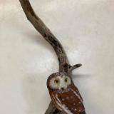 Life Size Saw wet Owl #13