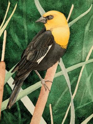 Yellow-Headed Blackbird Yellow-Headed Blackbird