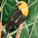 Yellow-Headed Blackbird