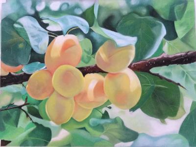 Apricot Summer