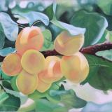 Apricot Summer