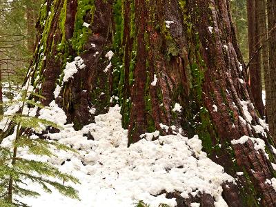 Sequoia Snow Sequoia Snow