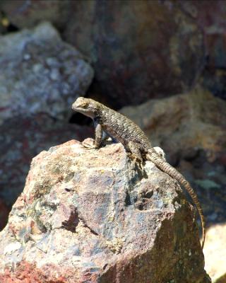 Backyard Lizard