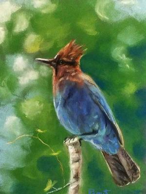 Stellar's Jay