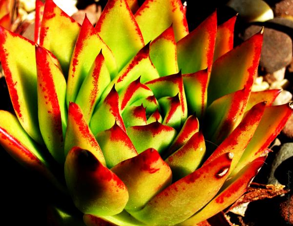 Red Tipped Succulent