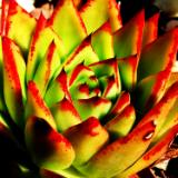 Red Tipped Succulent