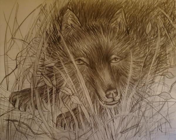 Peering Black Wolf 