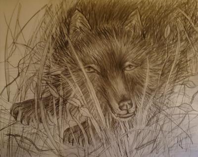 Peering Black Wolf 