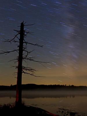 Tree Silhouette, Milky way and Star Trails Tree Silhouette, Milky way and Star Trails