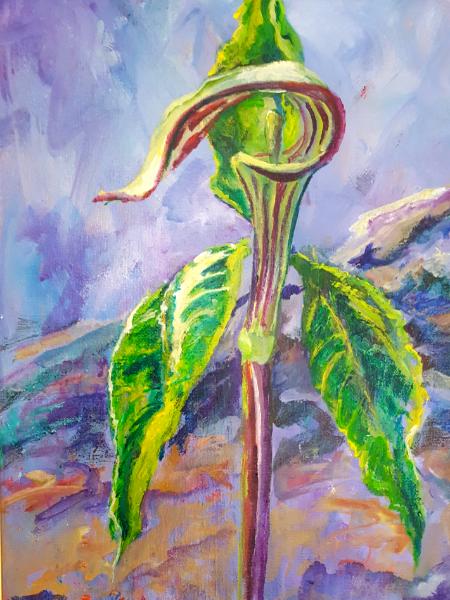 Jack in the Pulpit