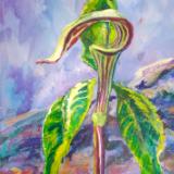 Jack in the Pulpit