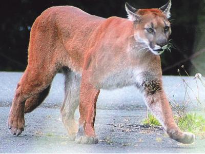 Cougar Cougar