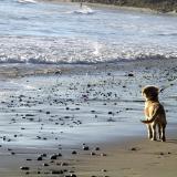 dog on a beach in Ventura, California