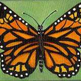 Orange Butterfly