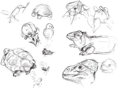 Galapagos sketches 4