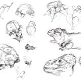 Galapagos sketches 4