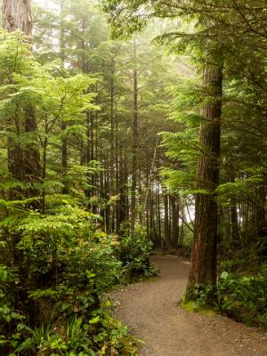 Foggy Morning on the Wild Pacific Trail Foggy Morning on the Wild Pacific Trail