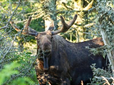 Curious Moose Curious Moose