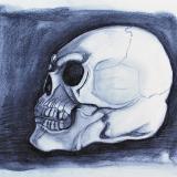 Skull Study