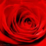 Rose Red