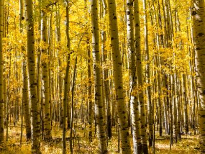 Autumn Aspen Grove Autumn Aspen Grove