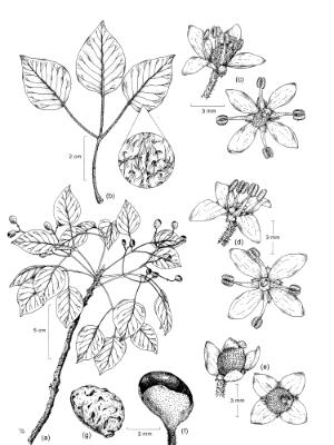 zanthoxylum hawaiiense