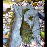 Bay of Fundy Rocks