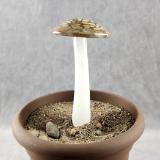 #04162402 GLOW IN THE DARK mushroom on glass stake 7''Hx4''w $80