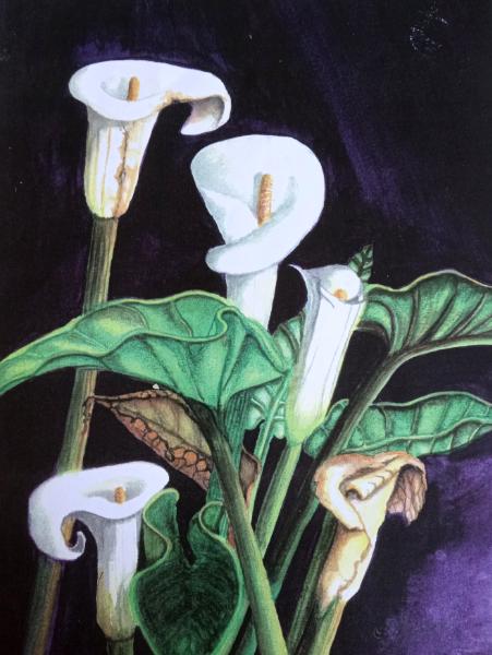 Lilies in the Light