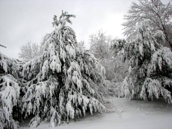 Snowy Day