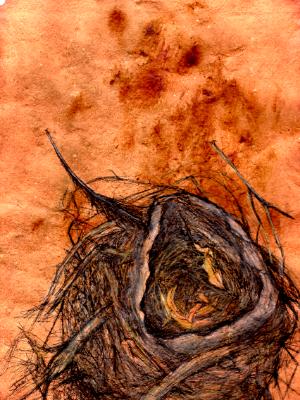 Nest of mud and sticks Nest of mud and sticks