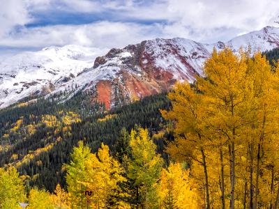 Golden Aspens and Snowy Red Mountain Golden Aspens and Snowy Red Mountain