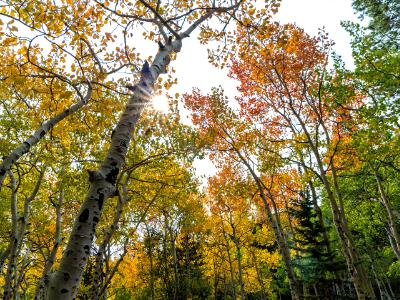Crossroads Aspen Grove Sunburst Crossroads Aspen Grove Sunburst