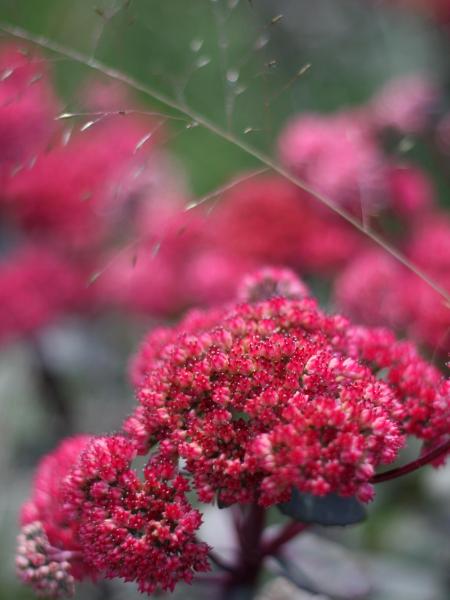 Sedum