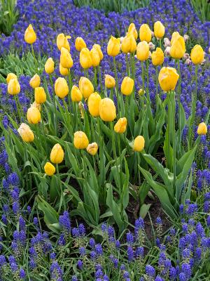 Yellow Tulips Yellow Tulips