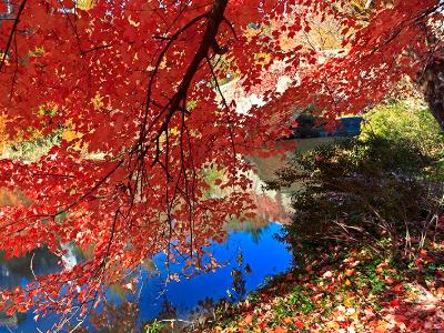 Central Park Red Leaf Umbrella Central Park Red Leaf Umbrella