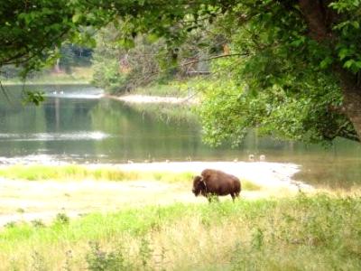 Lonely Bison