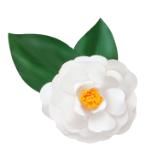 White Camellia Japonica Pin