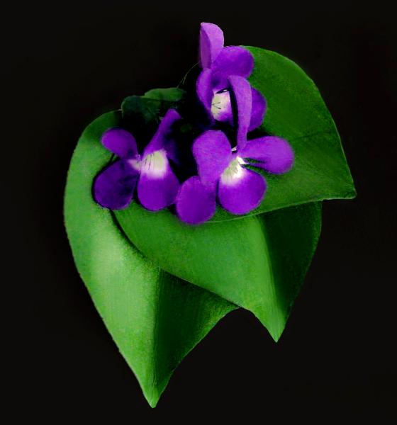 Violet Pin