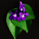 Violet Pin