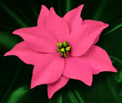 Pink Poinsettia Pin Pink Poinsettia Pin