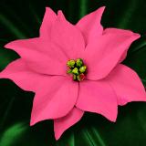 Pink Poinsettia Pin