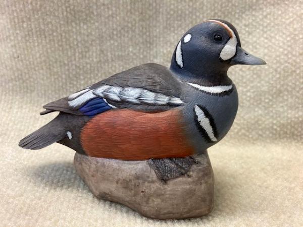 Harlequin drake