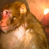 Baboon