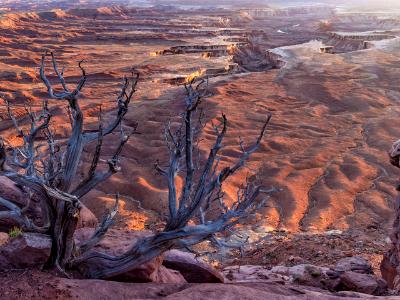Green River Overlook Dead Juniper Green River Overlook Dead Juniper