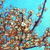 Plum Blossoms  24x30